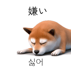 [50%] Shiba Inu JPKR 40p