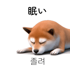 Shiba Inu 40p JP-KR