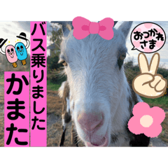 sayuri_20221105150303