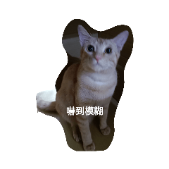 貓咪NeKo貼圖 中文