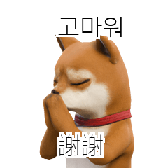 Shiba Inu Dogs TW CN KR a