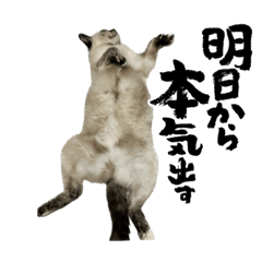 tanuki_20221105160302