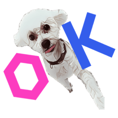 White toy poodle3