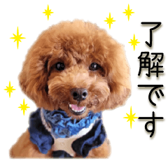 Cute dog No.22 toy poodle, large letters