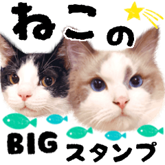 ragdoll and foster kitten BIG stamp