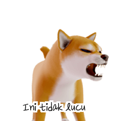 Shiba Inu ID KR D