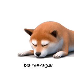 Shiba Inu ID KR E