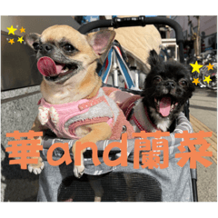 shiho_20221105204943