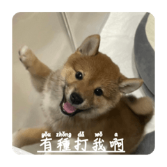 拉屎第一名「LABI拉比」