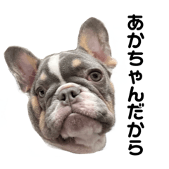 French Bulldog LEON & TORA & MOMO