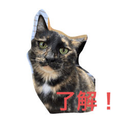 Hana_20221106140234