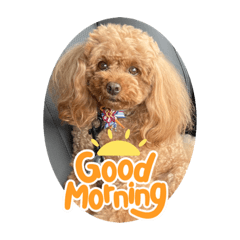 Ange&Bijou_Toypoodle_20221105191454