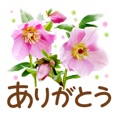 ほんわかさん【綺麗な花と丁寧語】No.34