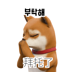 Shiba Inu TWKR