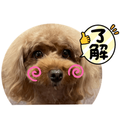 Ange&Bijou_Toypoodle_20221106145405