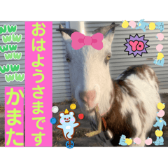 sayuri_20221106211100