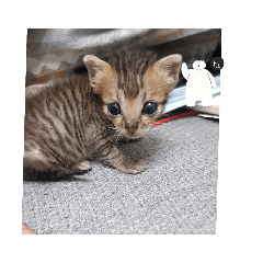 可愛貓貓《咪咪jhicn》