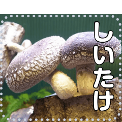 mushroom shiitake