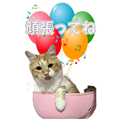 KANKAN SHUSHU NENE