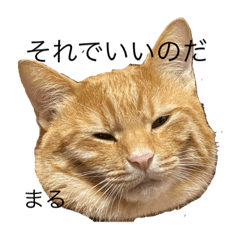 雑種ねこさんのマルと半次郎