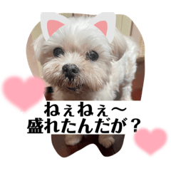 Hikari_20221106211659