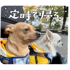 shiho_20221106224526