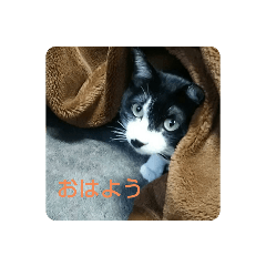 sumiren_20221106224831