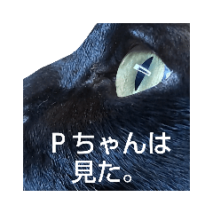 黒猫Ｐちゃん（Black−P）
