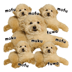 fuwamokodog toypoodle muku4