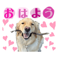 Honey_20221108114747