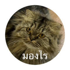 Meowwwww_20221108120431