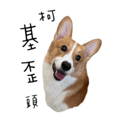 Kanji the Corgi !Knock it off !