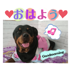 Honey_20221108170025