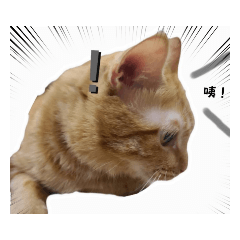 老大 Boss Cat 2