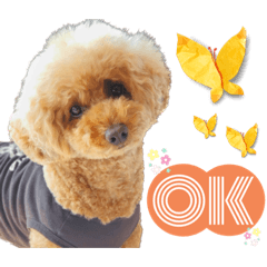 shonshon_20221108225155