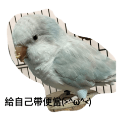 Personality bird_20221107172510