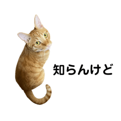 Ｌ我が家の保護猫たち(福井弁？とかあり)