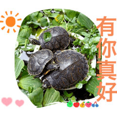 龜龜惹塵埃