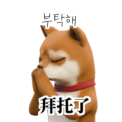 KR TW CN Shiba Inu R64