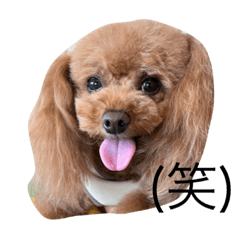 toypoodle-chay