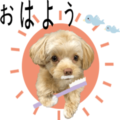 Soothing cute dog  everyday sticker