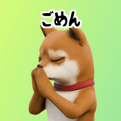 Shiba Inu Dog Big Stickers 40p i8U
