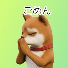 Shiba Inu Dog Big Stickers 40p XRa
