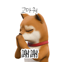 KR TW CN Shiba Inu y5L