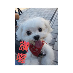 馬爾的日常