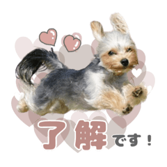 kawaikura_dog