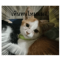 lazy cat with his brother_20221110214440