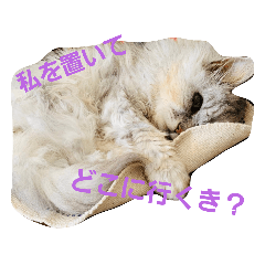 momoko_20221111104816