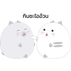 Fat cat in love