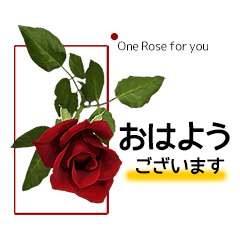 one rose for you